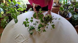 How to Grow Ivy Indoors [upl. by Hanser]