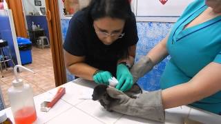 Orphaned Baby Howler Monkey at the Veterinarian [upl. by Matthus31]