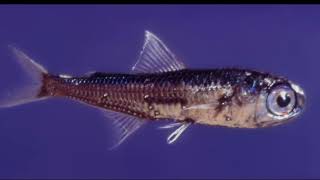 Facts The Lanternfish [upl. by Aimar]