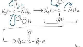 BasePromoted Hydrolysis of Acetamide RXN Mechanism [upl. by Simsar]