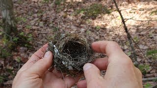 Nature Moments How to Build a Birds Nest [upl. by Zonda]