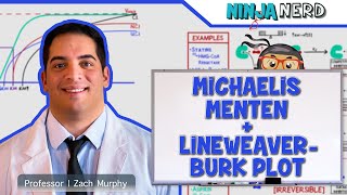 Biochemistry  Michaelis Menten amp LineweaverBurk Plot [upl. by Aihpos]