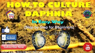 HOW TO CULTURE DAPHNIA In Easy Way [upl. by Perrin]