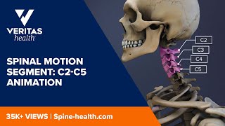 Spinal Motion Segment C2C5 Animation [upl. by Arodoeht]