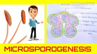 Microsporogenesis  the formation of pollen grainsAnther development Angiosperm reproduction [upl. by Moreta335]