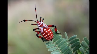 Fascinants Insectes 13  Documentaire Animalier HD [upl. by Haseefan621]