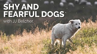 Shy and Fearful Dogs with JJ Belcher [upl. by Ardnosal]