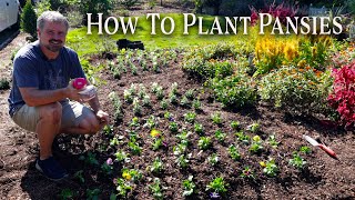 How to Plant Pansies and Snapdragrons [upl. by Amador]