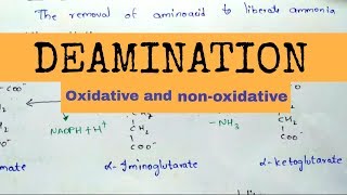 Deamination  Oxidative and nonoxidative deamination [upl. by Odraboel]