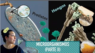 Microbiología Parte II  Protistas y Hongos [upl. by Arimlede219]