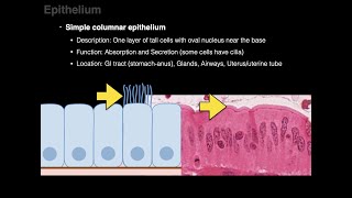 Epithelium [upl. by Lehcor800]