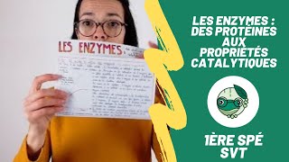 Les enzymes  des protéines aux propriétés catalytiques  1ère spé SVT  Madame SVT [upl. by Amati]