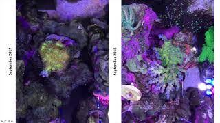 Forget what you know about nitrates and phosphates in reef tanks [upl. by Sergei]