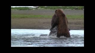 GRIZZLY FIGHT COMPILATION HD katmai alaska Grizzly vs Grizzly bear fight [upl. by Delainey]