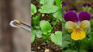 Planting flowers  How to grow Pansy from seeds  Growing pansies from seed [upl. by Enieledam]