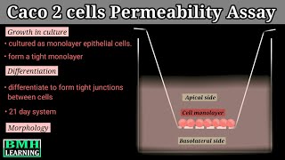 Caco 2 Cells Permeability Assay [upl. by Deanne]