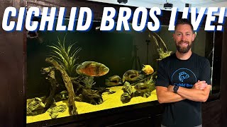 LIVE Cichlid Bros Fish Room Updates [upl. by Donnie]