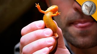 Extremely Poisonous Newt [upl. by Nikolai]