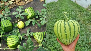 HOW TO GROW HEART SHAPED WATERMELON [upl. by Debby181]