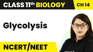 Class 11 Biology Chapter 14  Glycolysis  Respiration in Plants [upl. by Ynaffat]