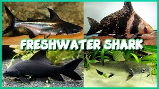 Types of Freshwater Shark for Aquarium [upl. by Ringsmuth68]