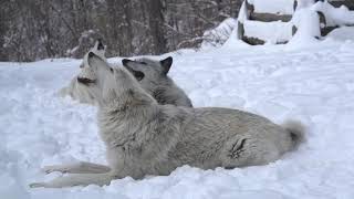 Magical Moment Three Wolves Howling in the Snow [upl. by Idleman562]