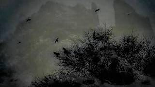 Crows Sound  Night forest Sounds  8 Hours  Relaxing soundsdeep sleep [upl. by Bunow700]