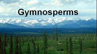 Gymnosperms and Conifers honors updated [upl. by Ettena]