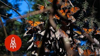 Monarchs by the Millions Welcome to Butterfly Forest [upl. by Enitsenre]